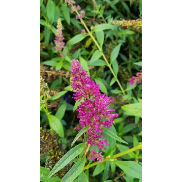 Buddleia davidii BUZZ 'Magenta'Â® / Arbre aux papillons nain