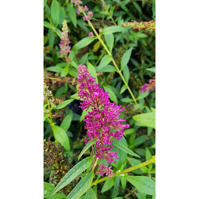 Buddleia davidii BUZZ 'Magenta'Â® / Arbre aux papillons nain