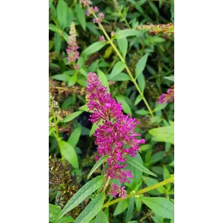 Buddleia davidii BUZZ 'Magenta'Â® / Arbre aux papillons nain