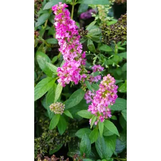 Buddleia x PINK MICRO CHIPÂ® 'NC20102' / Arbre aux papillons nain