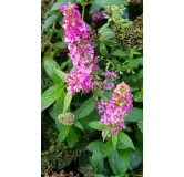 Buddleia x PINK MICRO CHIPÂ® 'NC20102' / Arbre aux papillons nain