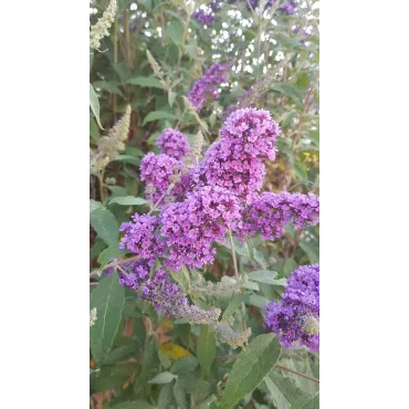 Buddleia x LILAC CHIPÂ® 'Valbud 3' / Arbre aux papillons nain