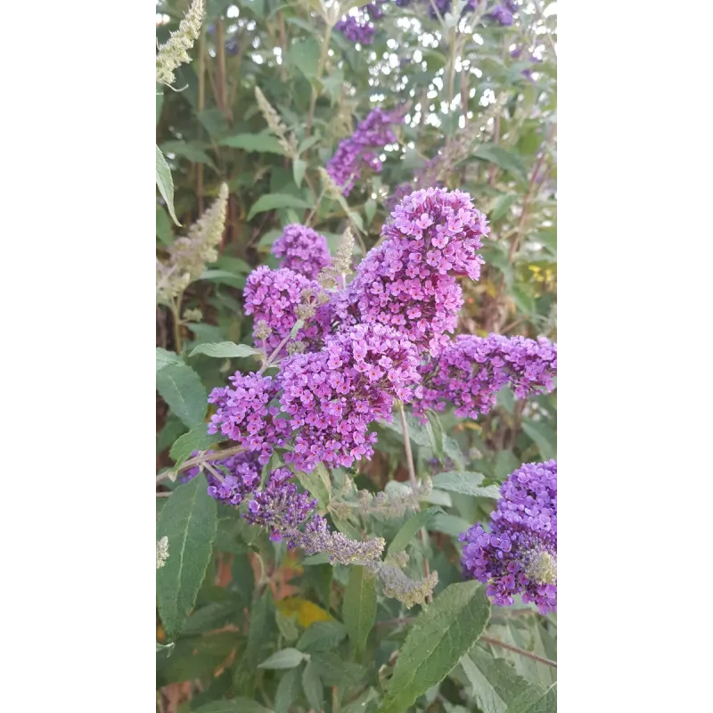 Buddleia x LILAC CHIPÂ® 'Valbud 3' / Arbre aux papillons nain