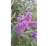 Buddleia x LILAC CHIPÂ® 'Valbud 3' / Arbre aux papillons nain