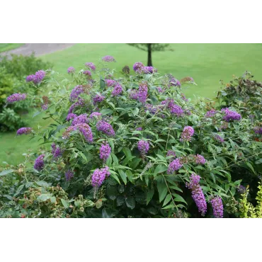 Buddleia x PURPLE CHIPÂ® 'Purple Haze' / Arbre aux papillons nain