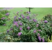 Buddleia x PURPLE CHIPÂ® 'Purple Haze' / Arbre aux papillons nain