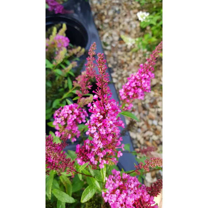 Buddleia davidii BUZZ 'Hot Raspberry'Â® / Arbre aux papillons nain