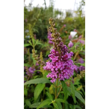 Buddleia davidii BUZZ 'Violet'Â® / Arbre aux papillons nain