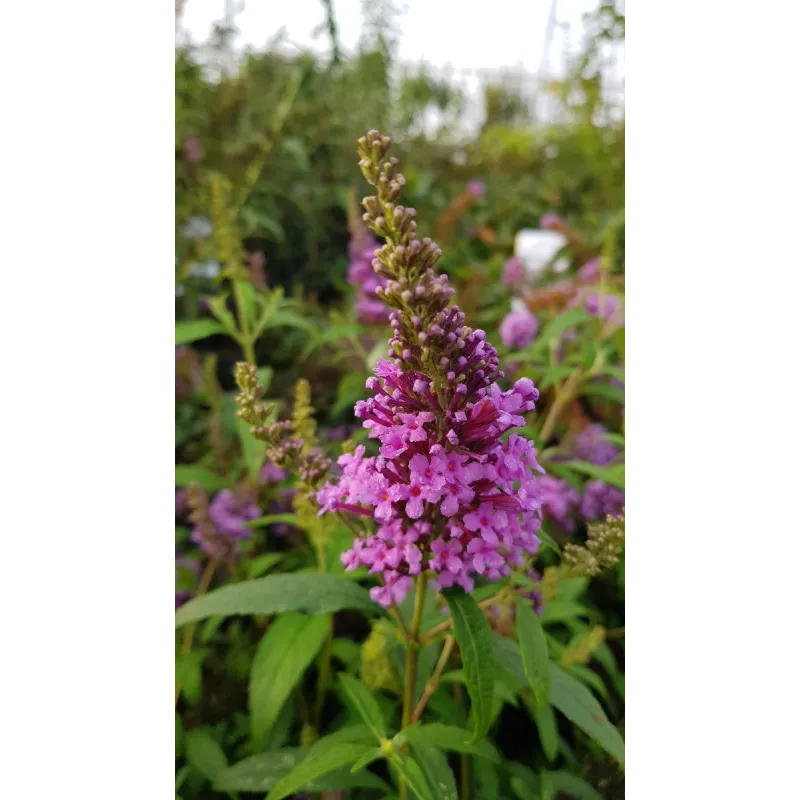 Buddleia davidii BUZZ 'Violet'Â® / Arbre aux papillons nain