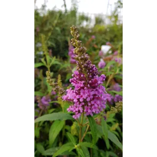 Buddleia davidii BUZZ 'Violet'Â® / Arbre aux papillons nain