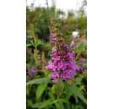 Buddleia davidii BUZZ 'Violet'Â® / Arbre aux papillons nain