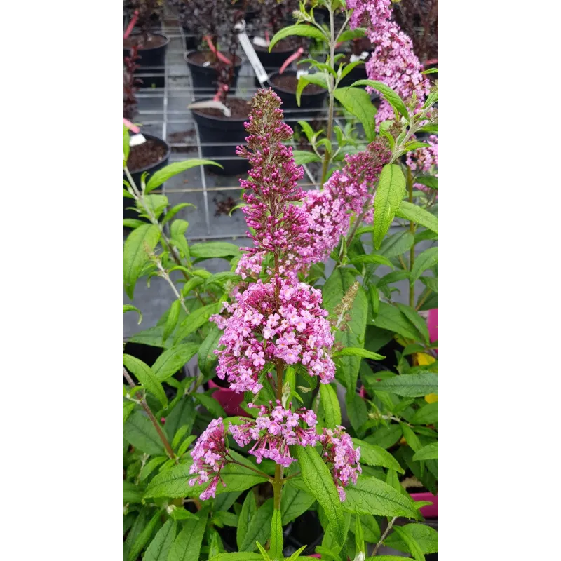 Buddleia davidii 'Pink Delight' / Arbre aux papillons rose