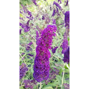 Buddleia davidii 'Empire Blue' / Arbre aux papillons bleu