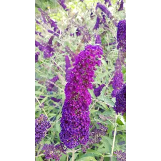 Buddleia davidii 'Empire Blue' / Arbre aux papillons bleu