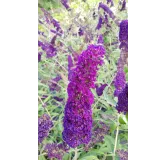 Buddleia davidii 'Empire Blue' / Arbre aux papillons bleu