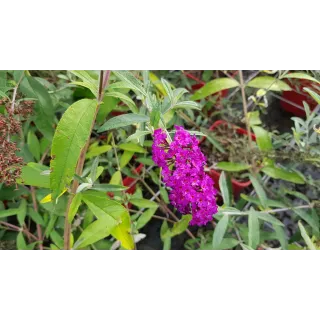 Buddleia davidii 'Royal red' / Arbre aux papillons Ã  fleurs rouges