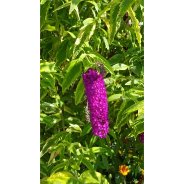 Buddleia davidii 'Harlequin' / Arbre aux papillons panachÃ©