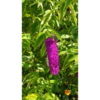 Buddleia davidii 'Harlequin' / Arbre aux papillons panachÃ©