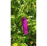 Buddleia davidii 'Harlequin' / Arbre aux papillons panachÃ©