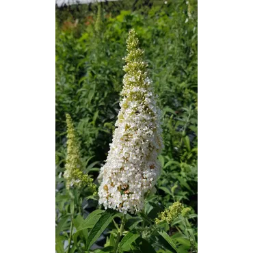 Buddleia davidii 'White perfection' / Arbre aux papillons Ã  fleurs blanches