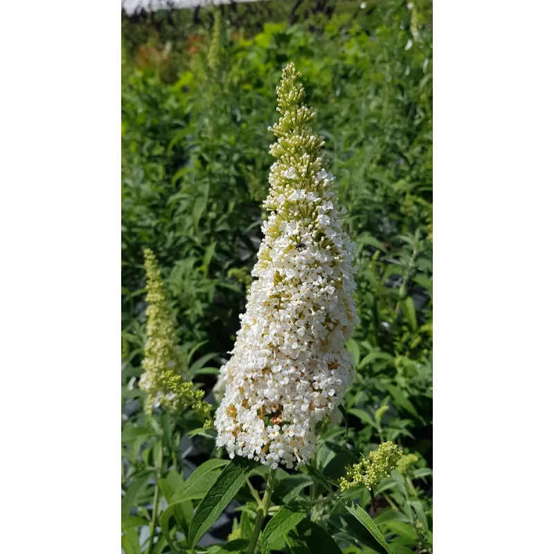 Buddleia davidii 'White perfection' / Arbre aux papillons Ã  fleurs blanches