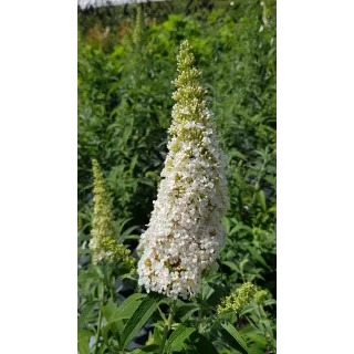 Buddleia davidii 'White perfection' / Arbre aux papillons Ã  fleurs blanches