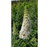 Buddleia davidii 'White perfection' / Arbre aux papillons Ã  fleurs blanches