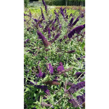 Buddleia davidii PURPLE EMPEROR 'Pyrkeep' / Arbre aux papillons