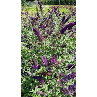 Buddleia davidii PURPLE EMPEROR 'Pyrkeep' / Arbre aux papillons