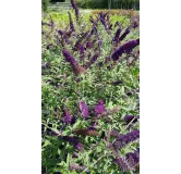 Buddleia davidii PURPLE EMPEROR 'Pyrkeep' / Arbre aux papillons