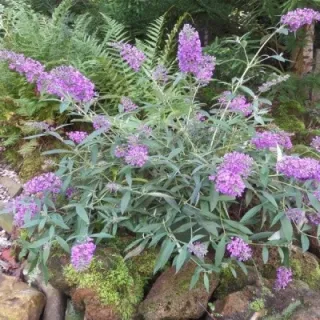 Buddleia davidii 'Sophie' / Arbre aux papillons