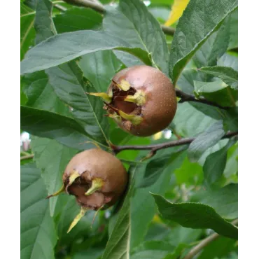 Mespilus germanica / NÃ©flier d'Allemagne