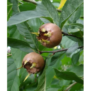 Mespilus germanica / NÃ©flier d'Allemagne