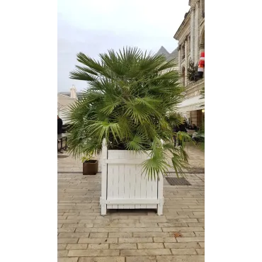 Chamaerops humilis / Palmier nain