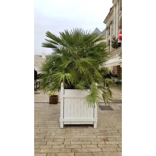 Chamaerops humilis / Palmier nain