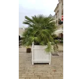 Chamaerops humilis / Palmier nain