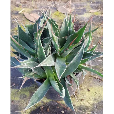 Agave montana 'M9' / Agave des montagnes