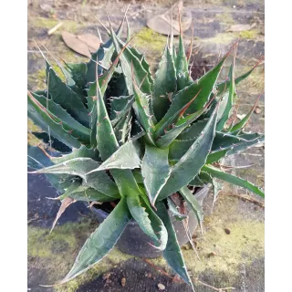 Agave montana 'M9' / Agave des montagnes