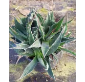 Agave montana 'M9' / Agave des montagnes