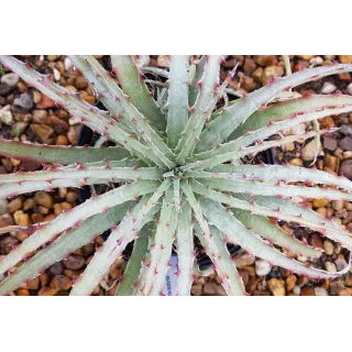 Hechtia lepidophylla