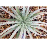 Hechtia lepidophylla