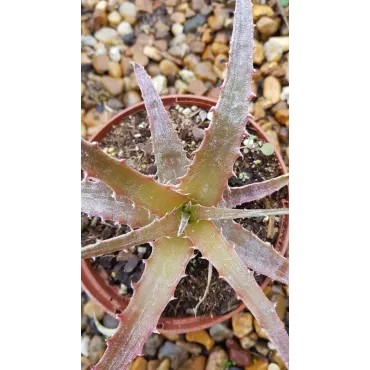 Hechtia michoacana