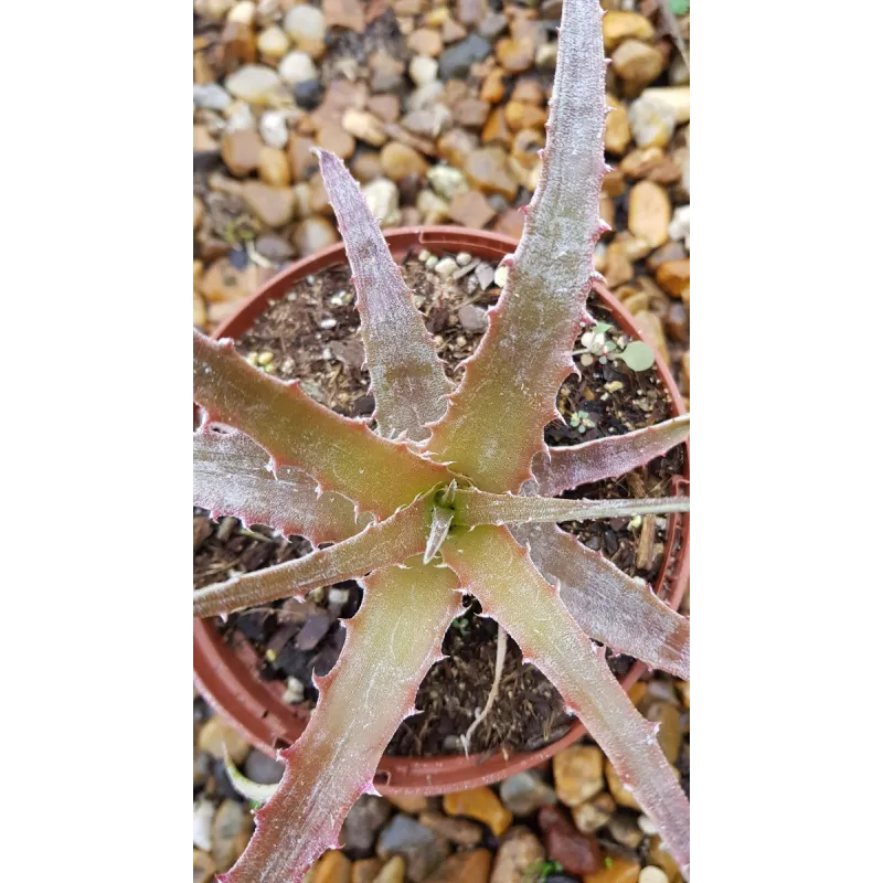 Hechtia michoacana