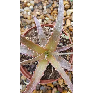 Hechtia michoacana