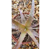 Hechtia michoacana