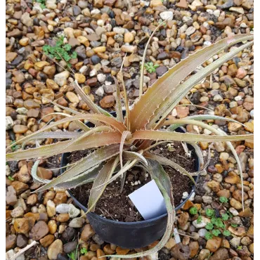 Hechtia rosea