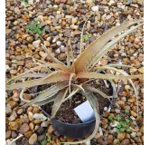 Hechtia rosea