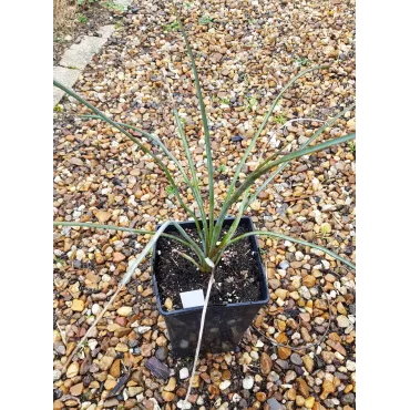 Yucca periculosa