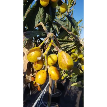 Eriobotrya japonica (De semis) / NÃ©flier du Japon