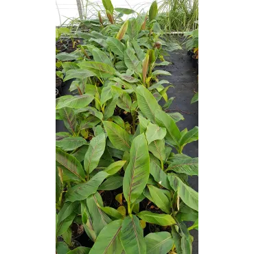 Musa sikkimensis 'Red Tiger' / Bananier du Sikkim